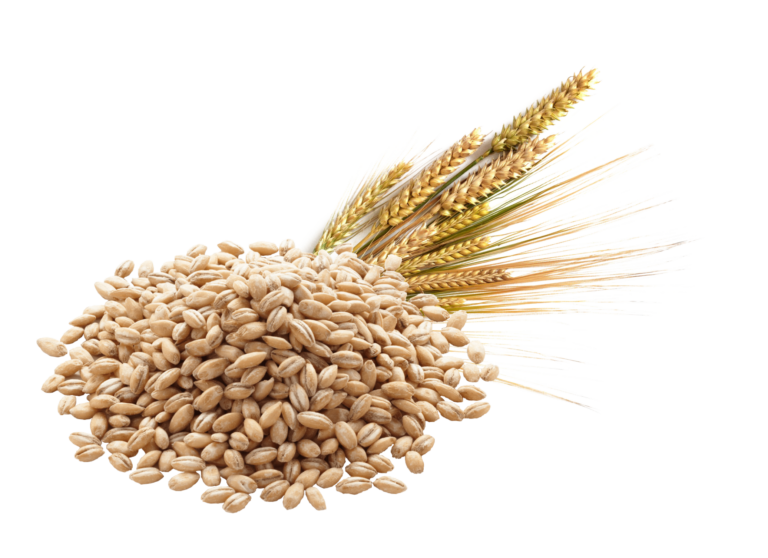 Buy Online Talbina Price in Pakistan Islamic Foods islamicfood